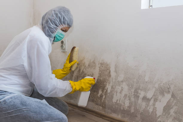 Best Residential Mold Removal  in Ocklawaha, FL