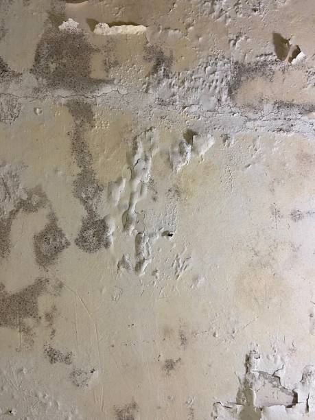 Professional Mold Removal in Ocklawaha, FL