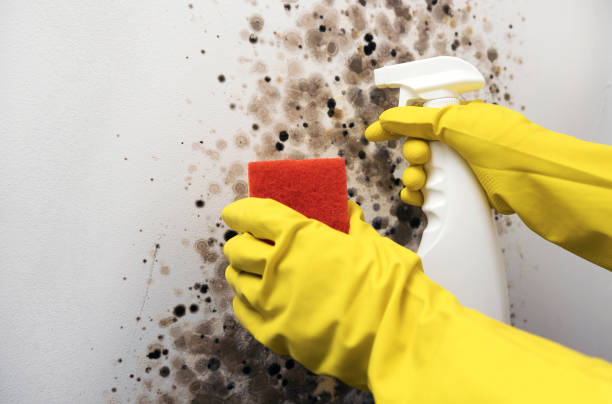 Best Crawl Space Mold Removal  in Ocklawaha, FL