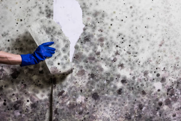 Best Mold Damage Repair  in Ocklawaha, FL