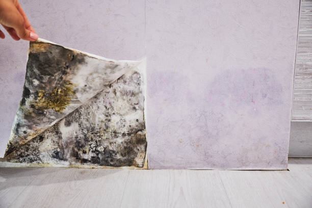 Best Fast Mold Removal  in Ocklawaha, FL